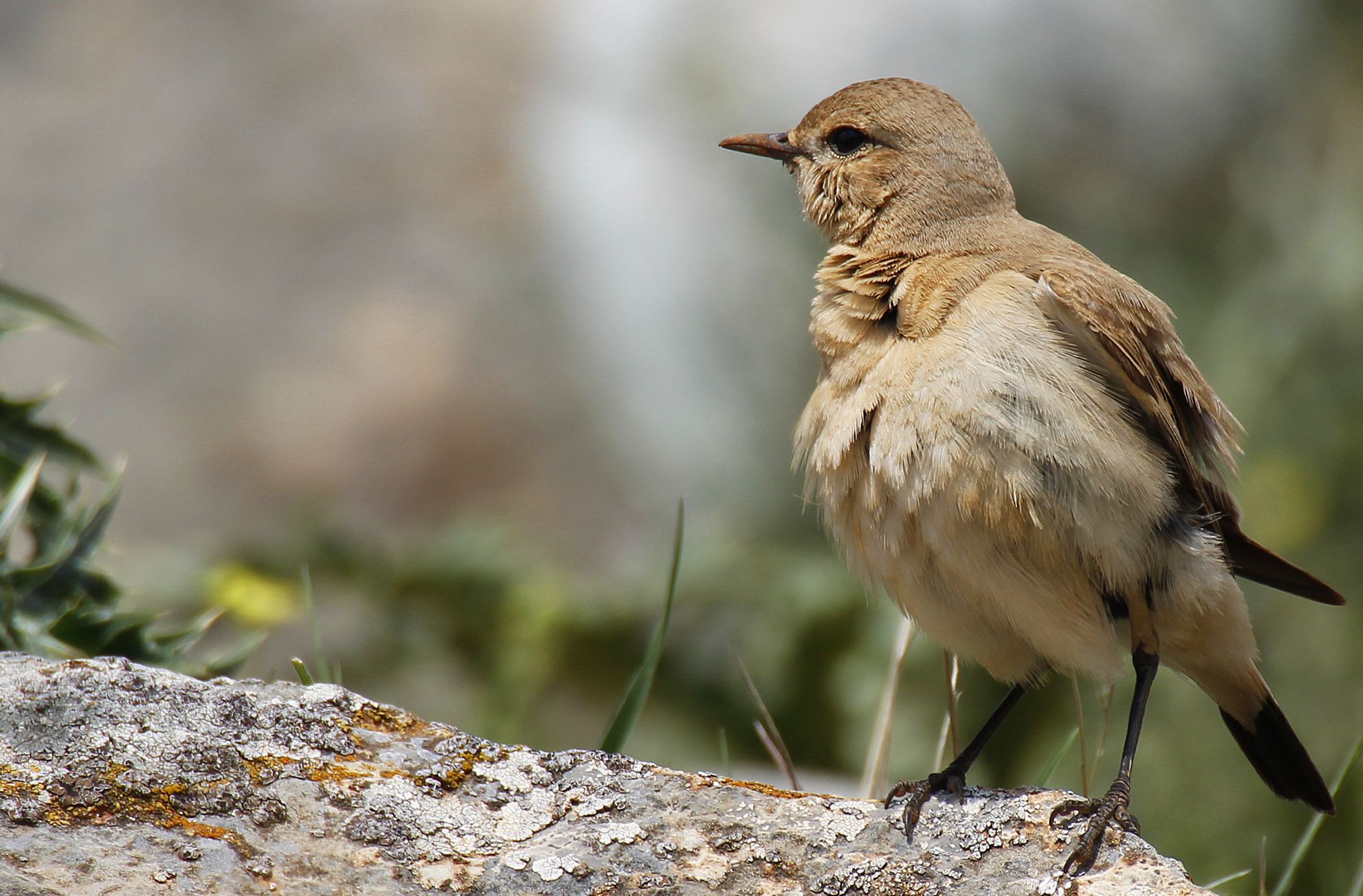 Isabelline Wheatear